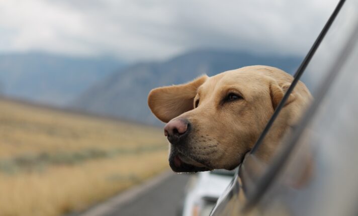 Viajar com cachorro para o exterior: 7 passos para o processo