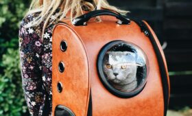 Como viajar com gato para o exterior?