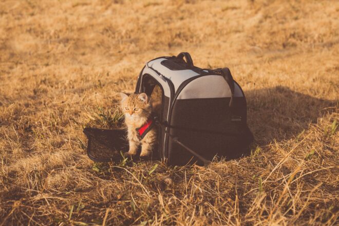 COMO VIAJAR COM SEU GATO PARA OS ESTADOS UNIDOS EM 2022 