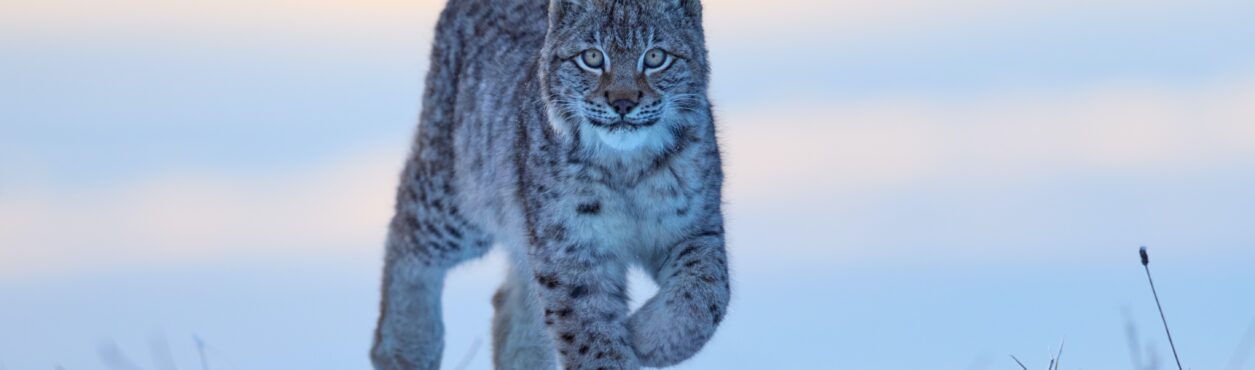 Irlanda pode reintroduzir animais selvagens para conter população de veados