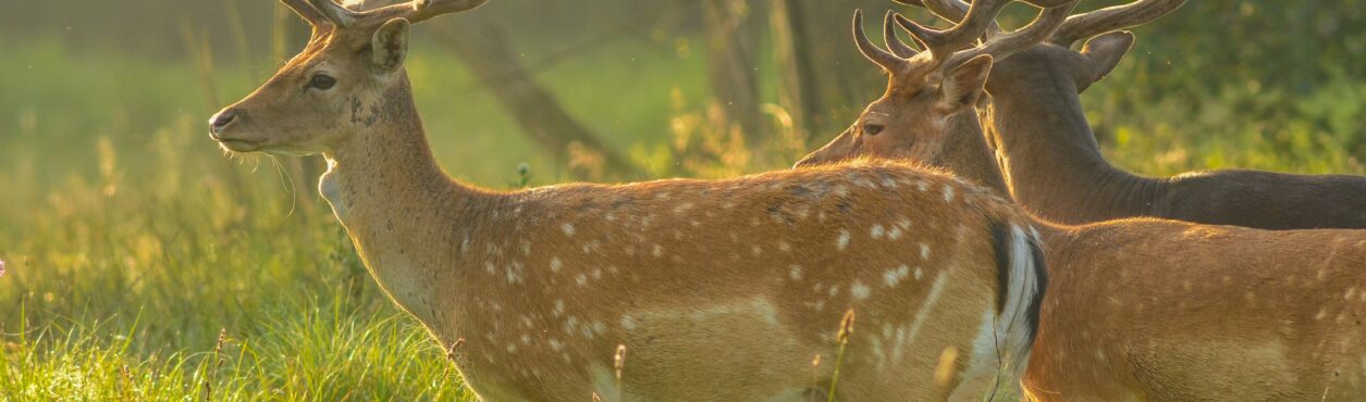 Como surgiram os cervos no Phoenix Park, em Dublin, na Irlanda