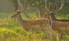 Como surgiram os cervos no Phoenix Park, em Dublin, na Irlanda