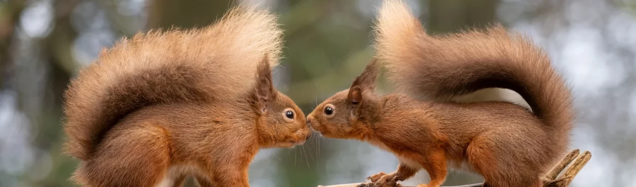 Concurso vai premiar melhor fotografia da natureza na Irlanda