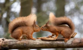 Concurso vai premiar melhor fotografia da natureza na Irlanda