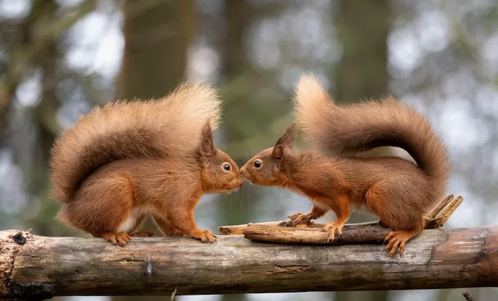 Concurso vai premiar melhor fotografia da natureza na Irlanda