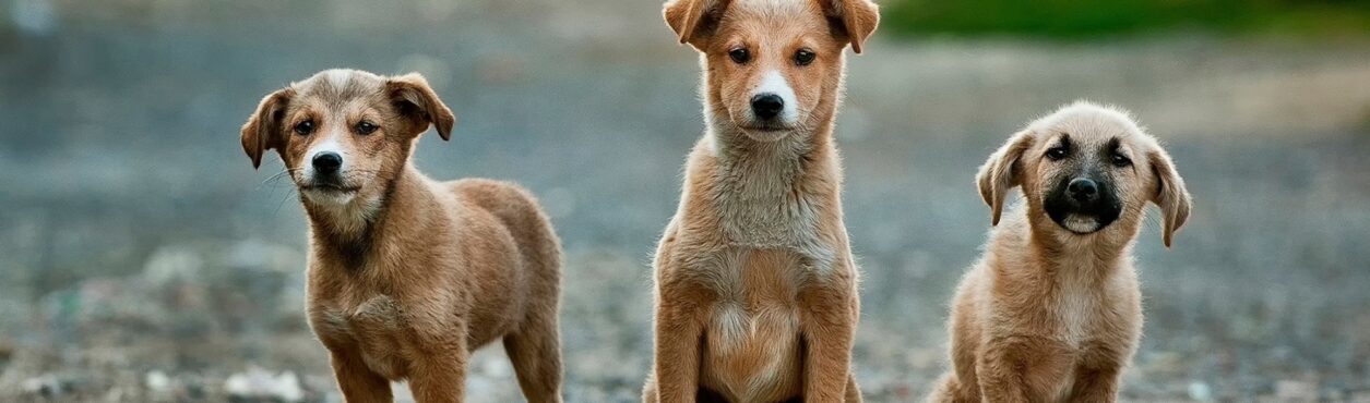 Instituição recebe quase 400 pedidos de abandono de cães na Irlanda