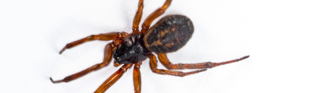 Falsa Viúva-Negra: a aranha que aterroriza Reino Unido e Irlanda no verão