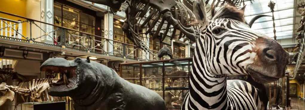Museu da História Natural de Dublin: saiba o que encontrar no local