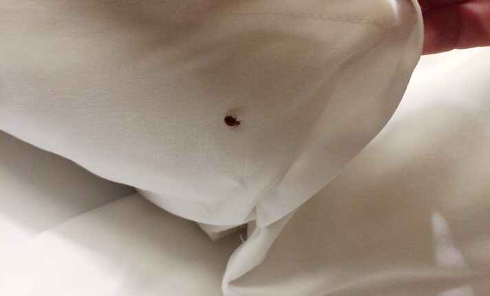 ‘Bed Bugs’: incidentes com percevejos cresce seis vezes na Irlanda