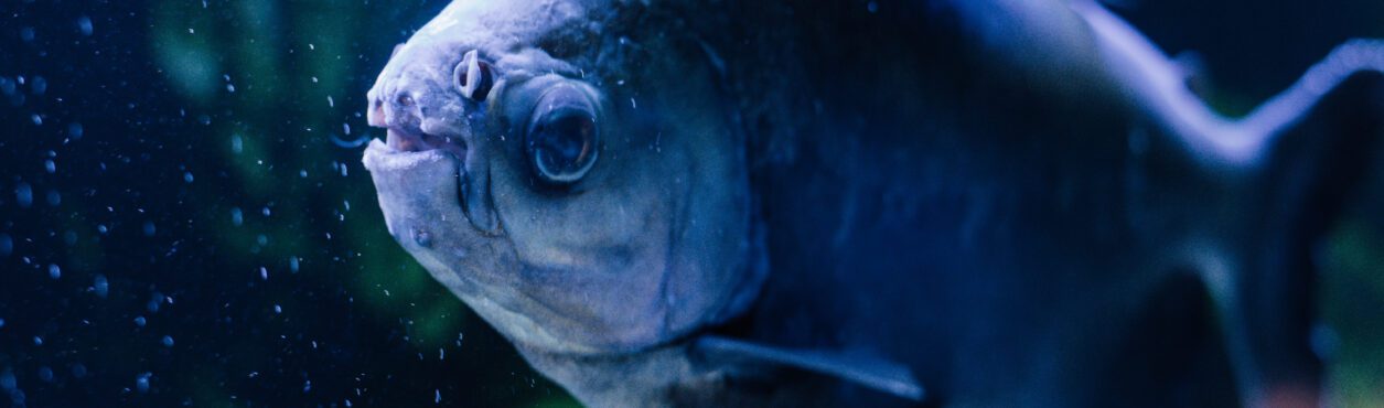 Peixe Pacu, tradicional da Amazônia, encontrado em um lago no condado de Leitrim, na Irlanda, intriga especialistas