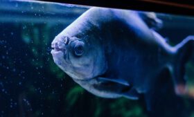 Peixe Pacu, tradicional da Amazônia, encontrado em um lago no condado de Leitrim, na Irlanda, intriga especialistas