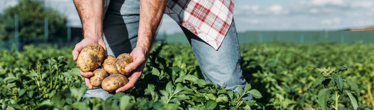 Batatas Em Apuros: Atraso Na Safra Poderá Fazer Irlanda Ter Escassez Da Raiz