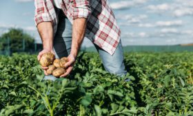 Batatas Em Apuros: Atraso Na Safra Poderá Fazer Irlanda Ter Escassez Da Raiz