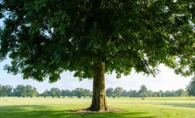 13 jardins na Irlanda para curtir a primavera