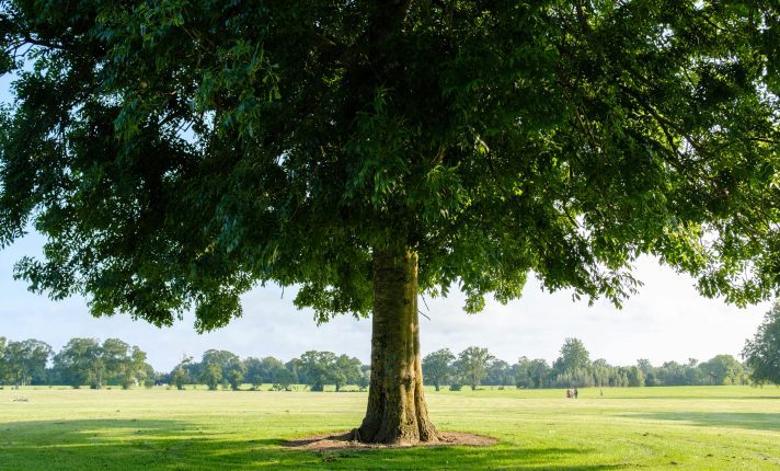 13 jardins na Irlanda para curtir a primavera