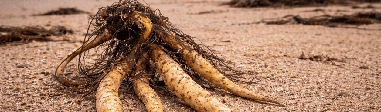 Planta extremamente tóxica é encontrada em praia de Wicklow e acende alerta