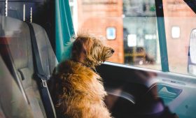 Pet no transporte público da Irlanda: veja as regras para levar animais em ônibus, trem e Luas