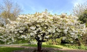 Cerejeiras em Dublin: onde ver as árvores florindo na capital da Irlanda