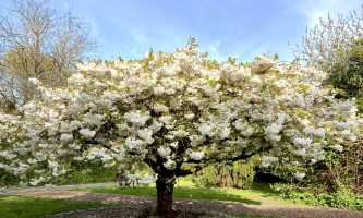 Cerejeiras em Dublin: onde ver as árvores florindo na capital da Irlanda