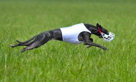 Cerca de 3 mil cães da raça galgo são sacrificados por ano na Irlanda
