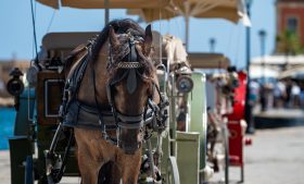 ONG pede proibição de carroças e charretes puxadas por cavalos na Irlanda; saiba como assinar petição