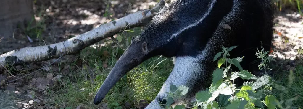 Tatu e tamanduás-bandeira, animais nativos do Brasil, chegam ao Zoológico de Dublin